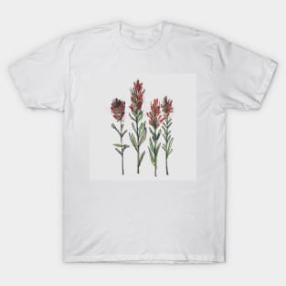 Wildflower Sketch Indian Paintbrush T-Shirt